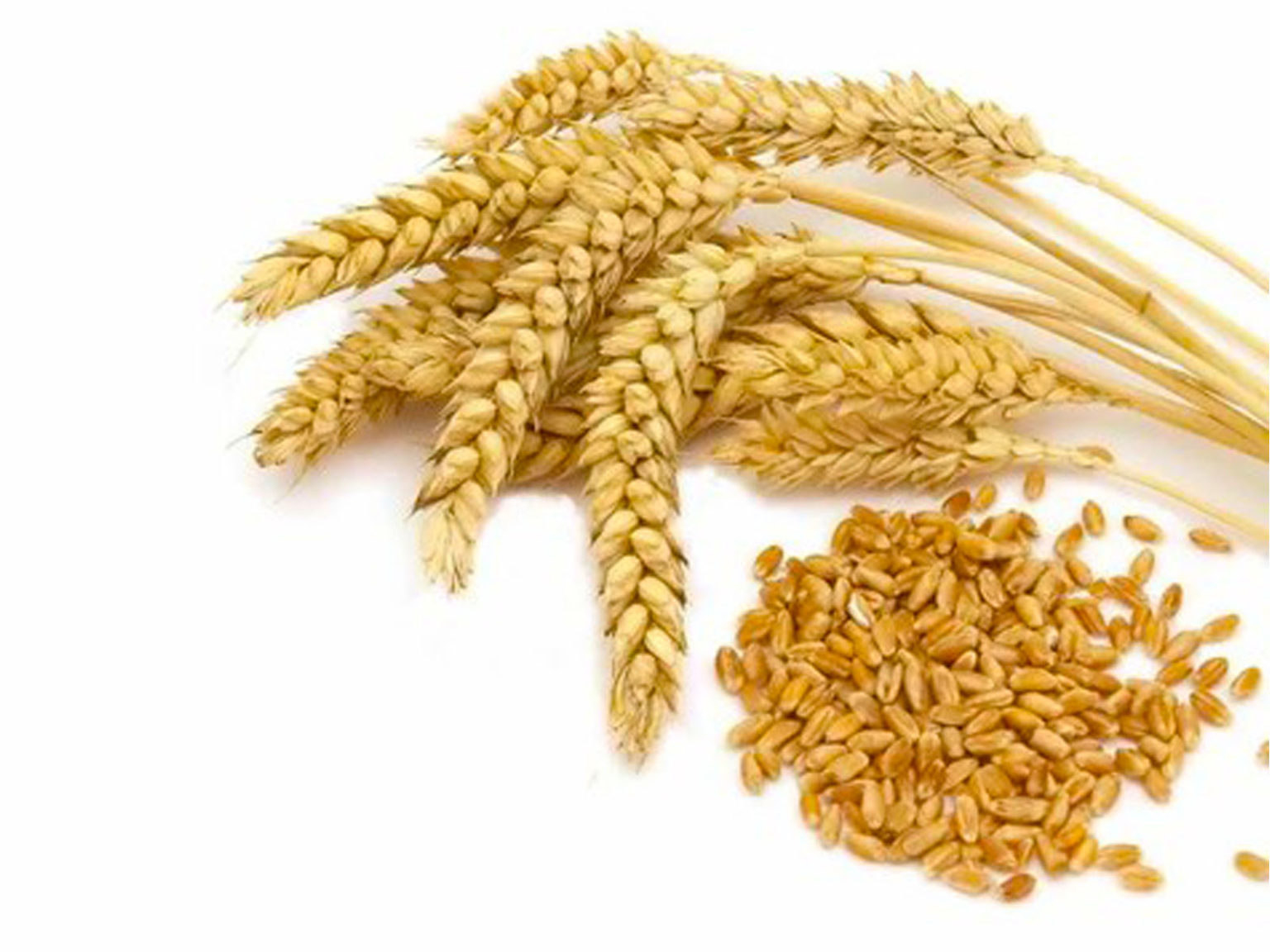 Белок в пшенице